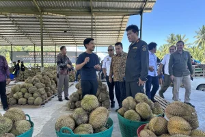 AHY Dorong Ekspor Durian dari Kawasan Transmigrasi Parigi Moutong Capai Potensi Rp1 Triliun