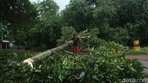 Angin Puting Beliung Deras Terjang Bekasi, Puluhan Pohon Tumbang dan Jalan Terputus di Lima Kecamatan