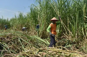 Asosiasi Petani Tebu Rakyat Gugat Manfaat BUMN Sebagai Importir Gula