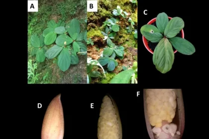 BRIN dan ITB Temukan Spesies Homalomena Baru di Sumatra, Penemuan Penting untuk Konservasi Biodiversitas