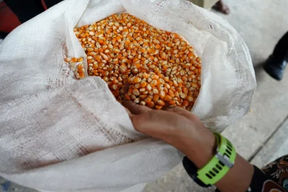 Bulog Dapat Mandat Serap Jagung Minimal 1 Juta Ton dengan HPP Rp5.500 per Kg