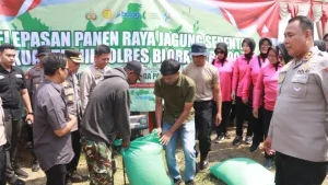 BULOG Dorong Panen Raya Jagung di Blora, Perkuat Upaya Swasembada Pangan Nasional