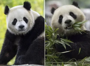 China Kirim Dua Panda Raksasa ke Kebun Binatang Atlanta Jelang Pertemuan Xi Jinping & Trump