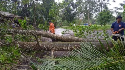 Cuaca Ekstrem Hujan Deras dan Angin Kencang Runtuhkan Puluhan Pohon di Lima Kecamatan Bekasi