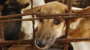 Heboh Sekelompok Orang Diduga Pesta Daging Anjing Panggang di Nusa Penida Baca artikel detikbali,Heboh Sekelompok Orang Diduga Pesta Daging Anjing Panggang di Nusa Penida