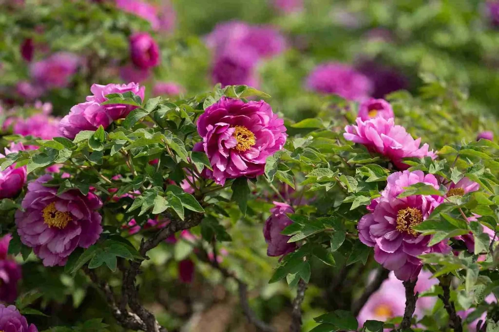 Heze Selenggarakan Forum Internasional Budaya Peoni, Tingkatkan Pertukaran Global