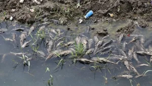 Ikan Sapu-sapu Jadi Hewan Invasif: Ancaman Besar bagi Ekosistem Jakarta