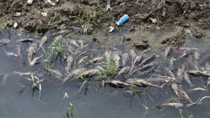 Ikan Sapu-sapu Jadi Hewan Invasif: Ancaman Besar bagi Ekosistem Jakarta