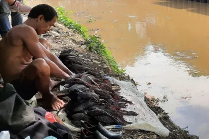 Ikan Sapu-Sapu Menguasai Perairan Jakarta, Ancaman bagi Keanekaragaman Endemik