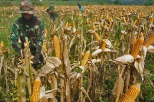 Inpres Prabowo Serap 1 Juta Ton Jagung Picu Kenaikan Harga, Peternak dan Pabrik Pakan Dihadapkan pada Tantangan