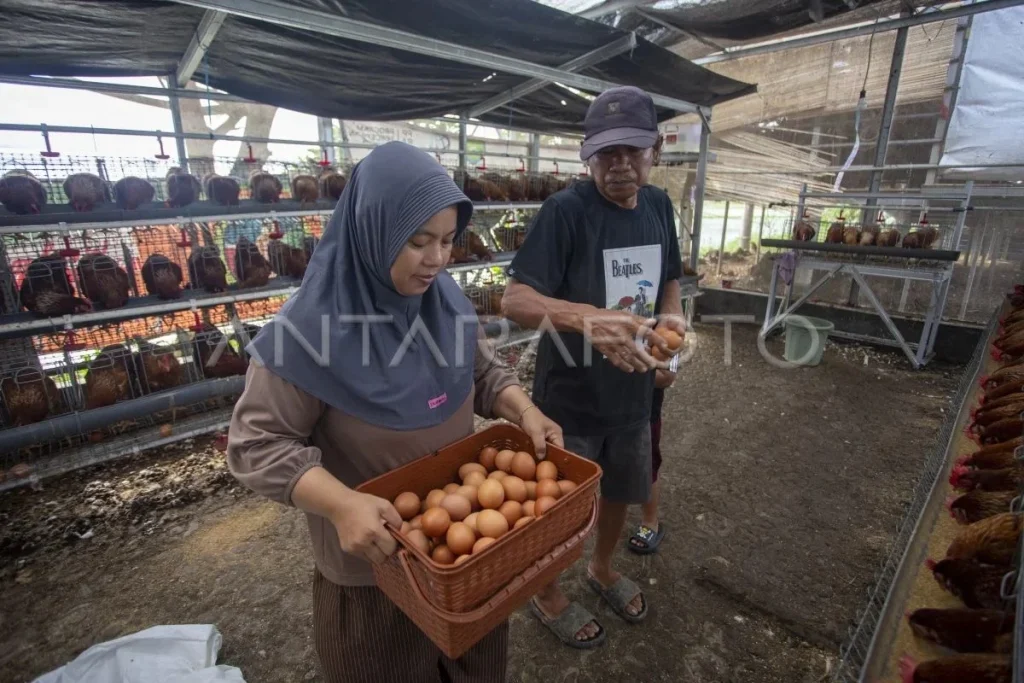 Kadin Dorong Pengusaha Lokal Tingkatkan Produksi Telur untuk Penuhi Kebutuhan Program MBG