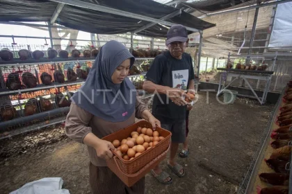 Kadin Dorong Pengusaha Lokal Tingkatkan Produksi Telur untuk Penuhi Kebutuhan Program MBG