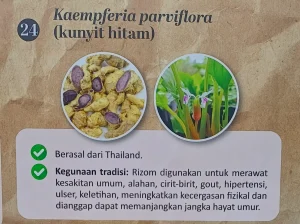 Kebingungan Konsumen tentang Kunyit Hitam: Peneliti Serukan DNA Barcoding untuk Pastikan Keaslian