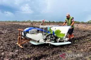Kementan Rampungkan Gerakan Tanam Serempak Cetak Sawah Rakyat di Tanah Laut, Optimalkan Produksi Padi Nasional