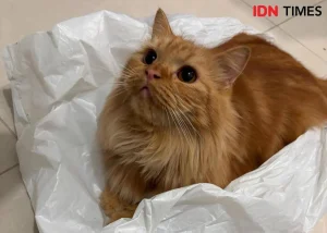 Kucing Oranye Raksasa Rebahan di Yogyakarta Viral, Netizen Anggap AI