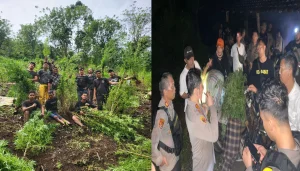 Ladang Ganja Empat Lawang Seluas 20 Ha Digerebek, Bandar Ditangkap