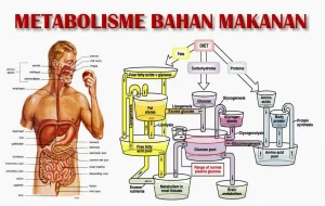 Makan Larut Malam dan Dampaknya pada Metabolisme Tubuh