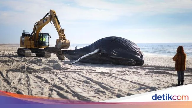 Misteri Kematian Paus Bungkuk Muda di Pantai Cucao, Chiloé: Tim Sernapesca Lakukan Pengambilan Sampel