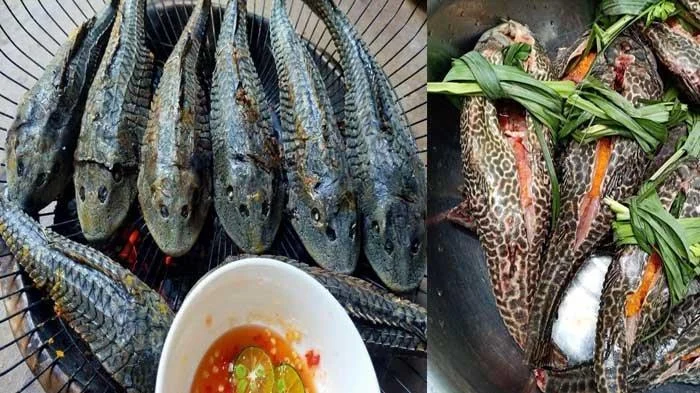 Negara Amerika Latin yang Menghidupkan Ikan Sapu-Sapu dalam Beragam Sajian Kuliner