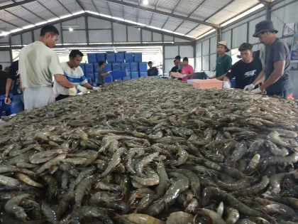 Pasar Dalam Negeri Jadi Penyelamat Industri Udang Indonesia