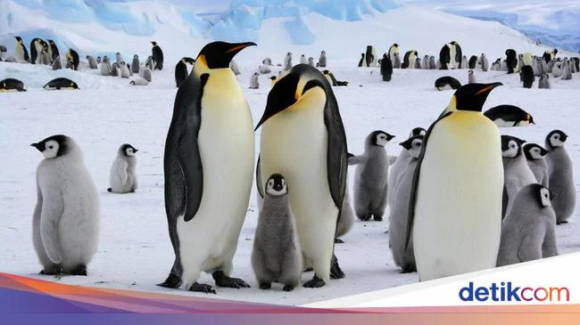 Penguin Kaisar dan Anjing Laut Berbulu Antartika Terancam Punah: Ancaman, Upaya Konservasi, dan Harapan Masa Depan