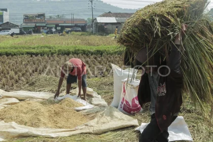 Penyerapan Gabah Kering Panen Tembus 500 Ribu Ton, Stok Beras BULOG Jatim Capai 1,17 Juta Ton