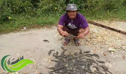 Pramono Ungkap Ikan Sapu‑Sapu Pura‑Pura Lemas Saat Ditangkap, Padahal Sebuah Spesies Invasif