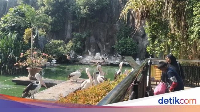 Ribuan Keluarga Menghabiskan Akhir Pekan di Ragunan: 32.000 Pengunjung Datang ke Taman Margasatwa