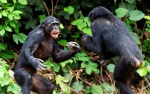 Simpanse Juga Terlibat Perang Saudara, Peneliti Ungkap Penyebab Lemahnya Jembatan Sosial