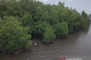 Sinergi AI dan Masyarakat Pesisir Jadi Kunci Utama Pemulihan Ekosistem Mangrove di Tahun 2026