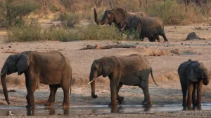 Studi Terbaru Ungkap Mutasi Gajah Afrika Akibat Fragmentasi Habitat oleh Aktivitas Manusia