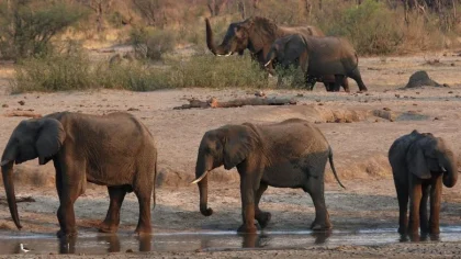 Studi Terbaru Ungkap Mutasi Gajah Afrika Akibat Fragmentasi Habitat oleh Aktivitas Manusia