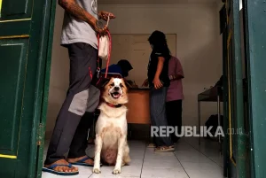 Studi Ungkap Anjing Diam-diam Menguping Obrolan Manusia dan Mampu Belajar Kata Baru