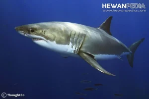 Studi Ungkap Hiu Banteng Pilih-Pilih Teman, Lebih Dekat dengan Betina