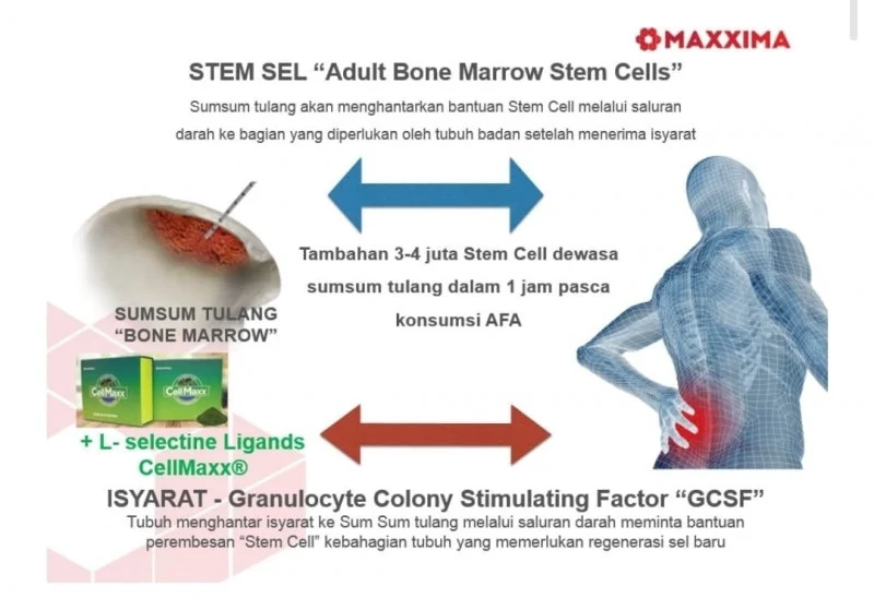 Terapi Stem Cell: Fakta dan Realita Perbaikan Jaringan Tubuh Rusak