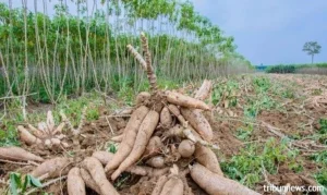 Ubi Kayu: Komoditas Pangan dan Bahan Baku Energi, Kunci Pembangunan Berkelanjutan