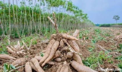Ubi Kayu: Komoditas Pangan dan Bahan Baku Energi, Kunci Pembangunan Berkelanjutan