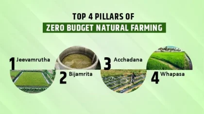Zero Budget Natural Farming: Inovasi Pertanian Bebas Biaya ala India yang Menggugah Dunia