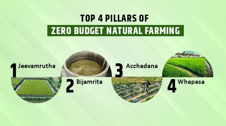 Zero Budget Natural Farming: Inovasi Pertanian Bebas Biaya ala India yang Menggugah Dunia