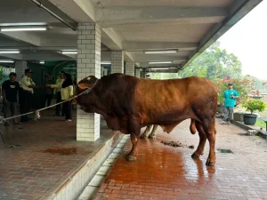 78 Hewan Kurban Disembelih di Masjid Istiqlal, Termasuk Milik Prabowo dan Gibran
