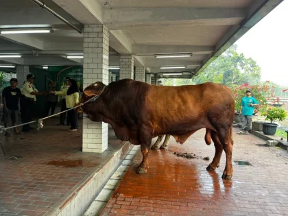 78 Hewan Kurban Disembelih di Masjid Istiqlal, Termasuk Milik Prabowo dan Gibran