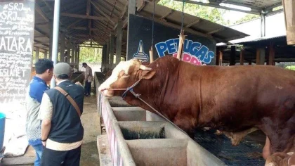 Bandung Dapat Bantuan Sapi Kurban dari Prabowo, Beratnya 1,2 Ton
