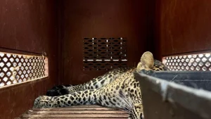 BBKSDA Jabar Siap Lakukan Evakuasi Satwa di Bandung Zoo Secara Bertahap
