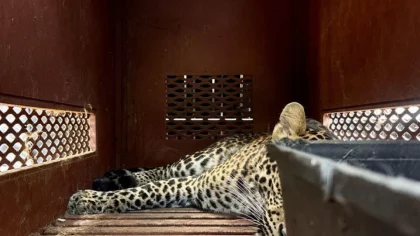 BBKSDA Jabar Siap Lakukan Evakuasi Satwa di Bandung Zoo Secara Bertahap