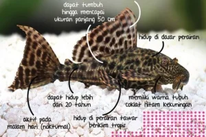 BRIN Ungkap Penyebab Populasi Ikan Sapu-Sapu yang Masif: Kurangnya Predator Alami