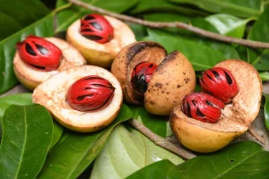 Buah Pala: Bumbu Masak yang Punya Banyak Manfaat