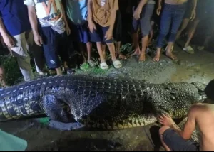 Buaya Berukuran 5 Meter Ditangkap Warga Luwu dengan Setrum Listrik