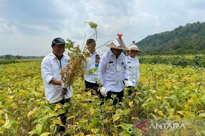 Bulog Dapat Tugas Serap Kedelai Petani Lokal untuk Meningkatkan Swasembada Nasional