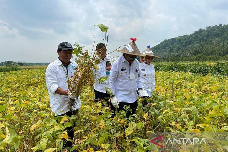 Bulog Dapat Tugas Serap Kedelai Petani Lokal untuk Meningkatkan Swasembada Nasional