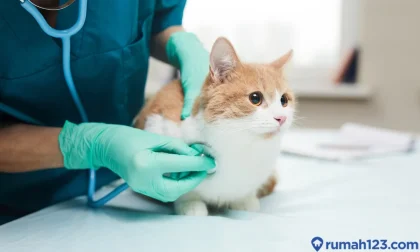 Cara Sederhana Merawat Kesehatan Kucing di Rumah Agar Tidak Mudah Sakit